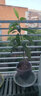 旭力金華佛手苗佛手橘室內(nèi)觀果植物花卉盆景盆栽植物佛手苗 4年苗 30cm(含)-40cm(不含) 曬單實(shí)拍圖