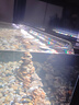 吉印i7Plus原生魚專用燈魚缸照明燈全光譜爆藻燈led燈防水鳑鮍寬鰭鱲 113cm/透鏡/爆藻曬苔/適113-125cm缸 曬單實(shí)拍圖