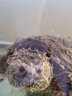 Atman魚缸水族箱BH加溫棒自動(dòng)恒溫防爆烏龜缸魚缸出口版AH加熱棒 HCH-300W加熱棒 曬單實(shí)拍圖