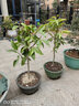 墨耘蒼白蘭花盆栽 白蘭花苗十里飄香白玉蘭花樹(shù)苗黃角蘭 黃蘭粗桿老樁1-1.2米【8年老樁】 曬單實(shí)拍圖