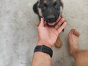 蒂瑞科純種德牧幼犬弓背黑背德國(guó)牧羊犬活體大型狼狗獵犬寵物狗 血統(tǒng)級(jí) 曬單實(shí)拍圖