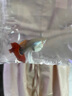魚(yú)如云紅扇巴西褶扇蝶翼大c繡球緞帶純種孔雀魚(yú)觀(guān)賞魚(yú)小魚(yú)活體熱帶魚(yú) 巴西大C一對 曬單實(shí)拍圖