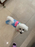 MIKI PAD狗狗衣服小型犬春秋款比熊泰迪雪納瑞貓咪衣服四腳背帶褲可牽引 藍(lán)色口袋背帶褲 XL背長40cm(參考體重11-15斤) 曬單實拍圖
