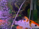 海豚水族魚缸觀賞魚專用海鹽養(yǎng)魚用海鹽粗鹽熱帶魚殺菌消毒礦物鹽 養(yǎng)殖普通粗鹽500g*5包 曬單實拍圖