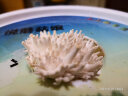 花e流 食用菌棒菌种菌包平菇食用蘑菇农产品蘑菇菌种植多肉植物阳台 平菇桶装 实拍图