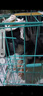 嘉瑰純種德國(guó)牧羊犬活體狗德牧幼犬狗警犬德系黑背狼狗弓背大型寵物狗 血統(tǒng)級(jí) 公 曬單實(shí)拍圖