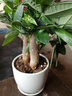 泰西絲發(fā)財樹(shù)盆栽室內客廳桌面綠植小盆景大發(fā)財樹(shù)苗樹(shù)植物辦公室小盆栽 陶瓷海闊天空+三桿發(fā)財樹(shù) 曬單實(shí)拍圖