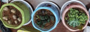轩林美 一元 植物盆栽 阳台室内盆栽肉肉植物老桩 办公室创意绿植花卉 紫乐（3-6cm) 实拍图