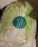 有機白菜大白菜新鮮配送蔬菜農場(chǎng) 新疆/山東膠東有機白菜可選 有機白菜5斤（山東農場(chǎng)） 曬單實(shí)拍圖