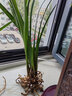 劉閣蘭花蘭花苗 花藝青山現帶香水花苞出售有香味的蘭花卉綠植盆栽 紫霞仙女3苗，配盆土肥 曬單實(shí)拍圖