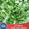 壽禾 野cai薺薺菜種子大葉薺菜芨芨菜蔬菜種植南方冬春四季苦曲麻菜籽 大葉薺薺菜種子 500g 曬單實(shí)拍圖