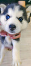寵六福純種哈士奇幼犬寵物狗狗活體小狗活物二哈幼犬西伯利亞雪橇犬 寵物級 A級 公 曬單實拍圖