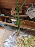 劉閣蘭花蘭花苗建蘭四季蘭奇花素心 七仙女 現帶花苞出售室內好養花卉盆栽 2苗連體裸根 曬單實(shí)拍圖