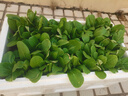花沃里 油菜種子四季蔬菜種子青梗葉菜家庭陽臺(tái)盆栽庭院種植田間約600粒 曬單實(shí)拍圖