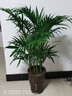 意軒客廳大型植物散尾葵室內花卉綠植大盆栽袖珍椰子苗鳳尾竹四季常青 1米-1.1米 不含盆 曬單實(shí)拍圖