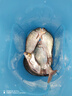 中西釣線影蠶臺釣魚線 強勁拉力釣魚線 野釣綜合尼龍線漁具漁線釣線 子線1.5# 曬單實拍圖