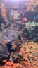 森森（SUNSUN）原生態(tài)溪流缸魚缸原生缸魚缸客廳超白玻璃底濾魚缸 靜謐黑-標(biāo)準(zhǔn)款 升級(jí)底濾（黑金筒燈） 119.2長47.6寬40缸高85柜高厘米 曬單實(shí)拍圖
