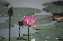 圖麗（TOKINA） SZX SUPER TELE 400mmF8 MF超遠(yuǎn)攝長(zhǎng)焦甜甜圈折返鏡頭全畫(huà)幅手動(dòng)對(duì)焦相機(jī)鏡頭 官方標(biāo)配 尼康F卡口 曬單實(shí)拍圖