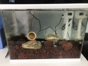 大匠神彩魚(yú)缸過(guò)濾耗材活性火山石羅漢起色水族箱凈水底砂盆景造景鋪底顆粒 魚(yú)缸造景火山石3斤 3-5cm 曬單實(shí)拍圖