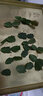 盆栽蟹爪蘭花苗 多肉植物 蟹爪蘭帶根發(fā)貨辦公桌陽(yáng)臺(tái)植物 紫色--單株 曬單實(shí)拍圖