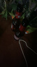 百威（BUDWEISER）經(jīng)典美式淡色拉格啤酒 小麥黃啤酒 夜場(chǎng)小瓶 236mL 24瓶 整箱裝 曬單實(shí)拍圖