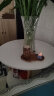 九月生巴西木水培植物幸运木桌面绿植盆栽办公室室内水养小盆景 实拍图