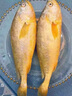 鮮拔頭籌超大黃花魚(yú) 大黃魚(yú) 深海速凍國(guó)產(chǎn)東海大黃花魚(yú) 生鮮 魚(yú)類(lèi) 海鮮水 1kg -900g/條 2條裝 曬單實(shí)拍圖