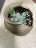 多肉植物帶盆綠植花卉盆栽貴貨老樁群生玉樹(shù)玉露仙人掌肉肉 玫瑰水蜜桃5-6cm【帶盆栽好】 曬單實(shí)拍圖