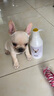 COCOWANG斗牛犬專(zhuān)用沐浴露法牛法斗英斗洗澡用品除臭持久留香成幼犬通用 2瓶裝更優(yōu)惠 斗牛定制沐浴露 曬單實(shí)拍圖