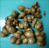 粵品新鮮沙姜正宗茂名化州高州特產(chǎn)山奈砂姜白切雞配料 沙姜1斤 曬單實拍圖