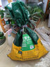 尚洋文竹專(zhuān)用植物營(yíng)養土園藝綠植養花土種菜顆粒盆栽種植復合基質(zhì)土壤 文竹專(zhuān)用營(yíng)養土15L 曬單實(shí)拍圖