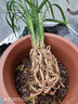 劉閣蘭花劉閣蘭花新品素心蘭 春劍隆昌素 冬帶濃香花苞出售花卉苗綠植盆栽 隆昌素4苗連體裸根 曬單實(shí)拍圖