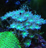 施特馳珊瑚燈海缸燈微缸燈海水燈魚缸照明水藻草日出日落海底生態(tài)燈養(yǎng)魚 海缸版(適合45*45cm)MC-95藍多色+支架 曬單實拍圖