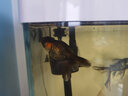 AIPHAROW精品蘭壽金魚(yú)活魚(yú)潘氏觀(guān)賞魚(yú)奶牛淡冷水玉兔活體好養耐活國粹 9-10cm精品玉兔蘭壽 1條 曬單實(shí)拍圖