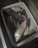 川品社釣魚(yú)頭燈感應超長(cháng)續航防水野釣燈戶(hù)外照明強光燈頭戴LED夜釣燈 無(wú)感應【單燈】+充電線(xiàn) 曬單實(shí)拍圖