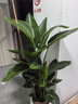 卉優(yōu)南洋杉圣誕樹(shù)天堂鳥(niǎo)幸福樹(shù)綠蘿盆栽客廳辦公室內除甲醛大型綠植 精品天堂鳥(niǎo)1.5-1.6m 不含盆-培育盆 曬單實(shí)拍圖