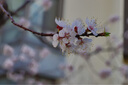 佳能（Canon）EOS R7微單相機(jī)APS-C畫幅照相機(jī)3250萬有效像素 4K EOS R7 18-150長(zhǎng)焦鏡頭套裝 套餐二 128G卡+高容量電池+腳架 曬單實(shí)拍圖
