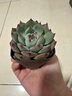 綠有意多肉植物花卉套餐室內肉肉辦公室陽(yáng)臺綠色玉露創(chuàng  )意白色陶瓷帶盆土 吉娃娃+白色陶瓷盆 含盆 曬單實(shí)拍圖