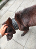 DidogPet鉚釘狗狗項圈防咬中大型犬牽引繩脖套斗牛惡霸猛犬金屬尖釘狗脖圈 黑色 S-小型：建議體重28-38斤 曬單實(shí)拍圖