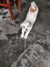 么么獸狗糧凍干雙拼幼犬成犬小中大型犬通用型挑食狗狗糧全價(jià)糧全階段 雞肉味【1.5kg】一包裝 曬單實(shí)拍圖