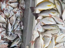 釣嗨尼 磯釣浮漂遠(yuǎn)投滑漂海釣專用立漂夜光漂船磯鰱鳙漂大物漂超醒目魚漂 1.0#三角尾電子漂（自重35克-吃鉛10克）日夜 適合遠(yuǎn)投/磯釣/海釣/釣鰱鳙/釣大物 曬單實(shí)拍圖