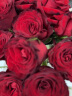 馨长存母亲节鲜花速递玫瑰花向日葵花束送女友生日表白礼物全国同城配送 19朵红玫瑰花束高雅款 实拍图