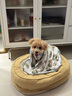 鉑吶苓貓咪狗狗寵物衣服小型犬加厚保暖泰迪加菲布偶英短衣服兩腳款棉衣 寵物衣服【小熊印花】 L 曬單實拍圖