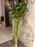 仟草集富貴竹轉運竹開(kāi)運竹直竹子室內盆栽辦公室客廳書(shū)房水培綠植水生竹 轉運竹10根70厘米+玻璃瓶 曬單實(shí)拍圖