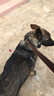 KAMPET狗狗項圈刻字大型犬中型小型犬大狗小狗圈狗脖套牽引繩狗繩真牛皮 棕色項圈+2.0cm*1.6m牽引繩 L 曬單實拍圖