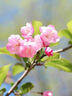 海棠樹(shù)苗庭院地栽高桿西府海棠垂絲海棠花耐寒植物花北美海棠帶土 精品：5公分【樹(shù)形優(yōu)美】海棠樹(shù) 曬單實(shí)拍圖