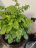 一名花匠幸福樹(shù)盆栽大型植物室內客廳辦公室凈化空氣綠植發(fā)財樹(shù)盆栽 從生幸福樹(shù)60-80厘米 含盆 曬單實(shí)拍圖