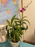 劉閣蘭花蘭花苗 香水文心蘭 帶多花苞出售濃香桌面室內外迷你盆栽花卉綠植 粉文心蘭5苗年底開(kāi)花，帶懶人盆 曬單實(shí)拍圖