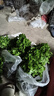 壽禾 小芹菜苗帶土種苗菜苗秧 蔬菜苗子批發(fā)春秋季冬季南方陽(yáng)臺 小香芹芹菜苗 200棵【批發(fā)價(jià)】 曬單實(shí)拍圖