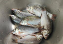 御瀘鮮湘正宗微山湖野鯽魚土鯽魚鮮活現(xiàn)殺現(xiàn)發(fā)淡水鯽魚大鯽魚小鯽魚批發(fā) 小鯽魚6斤裝(6-9條/斤)順豐發(fā)貨 曬單實拍圖